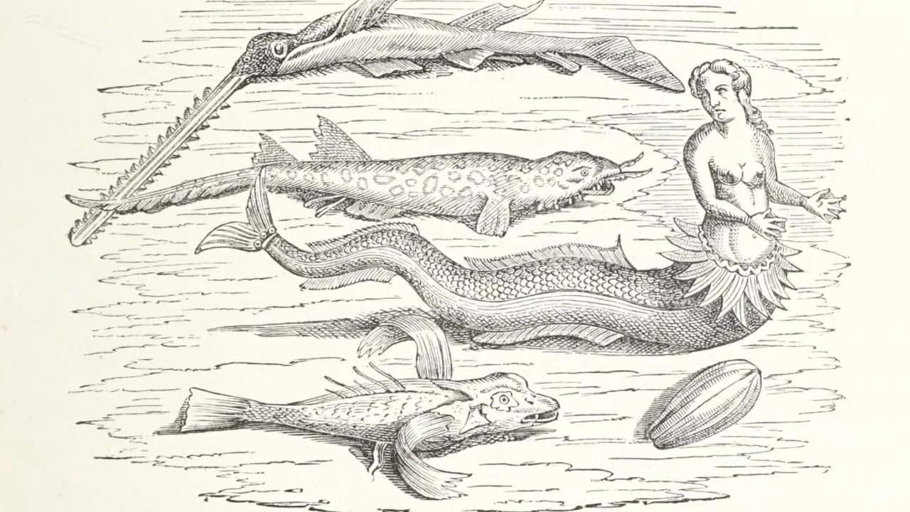 Prof Diane Purkiss — Mermaids and the Warrior Woman