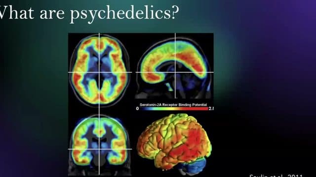 Maria Balaet — The Neuroscience of Psychedelics
