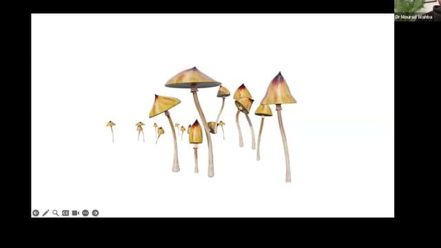 Dr Mourad Wahba — The Pharmacology of Psychedelics: Mechanism of Action
