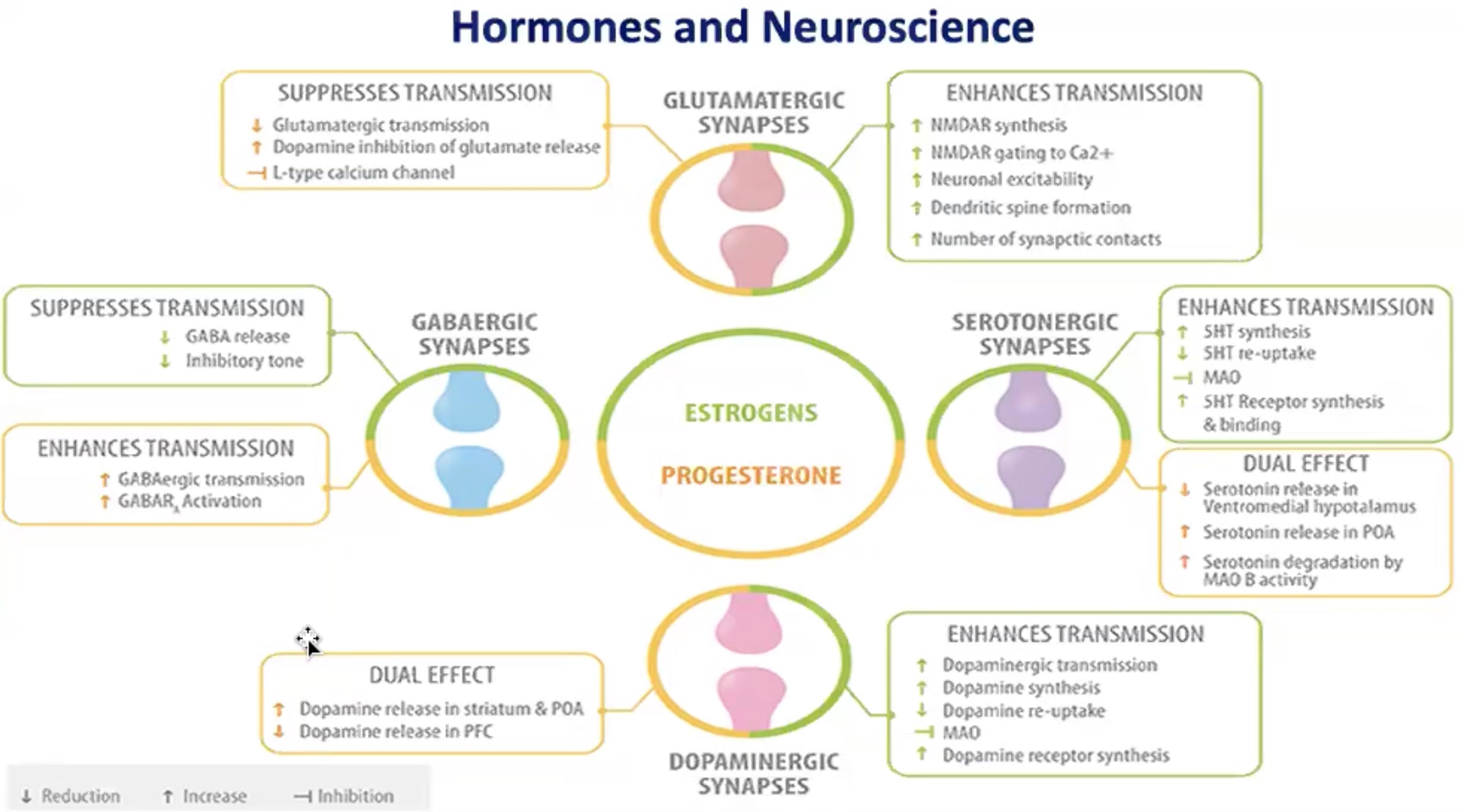 ADHD & Hormones — preview 4