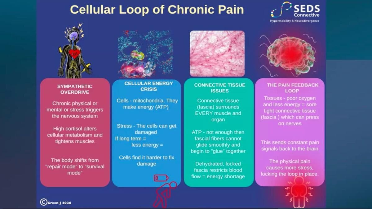 The Science of Hypermobility & ADHD — preview 3