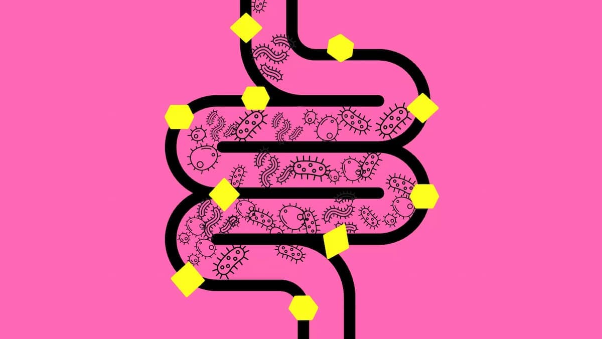 The Gut-Brain Connection — preview 2