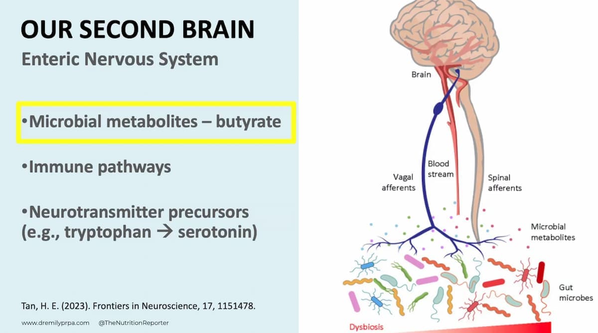 The Gut-Brain Connection — preview 4