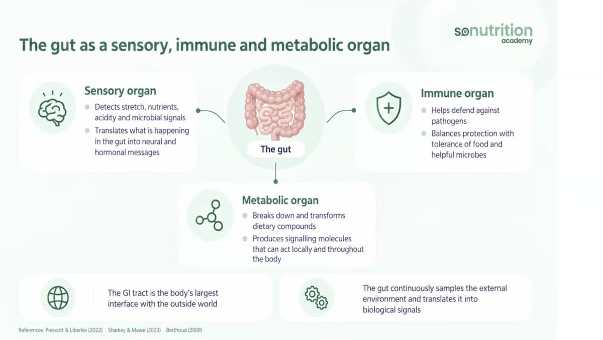 The Gut-Mind Connection - CPD Workshop — preview 1