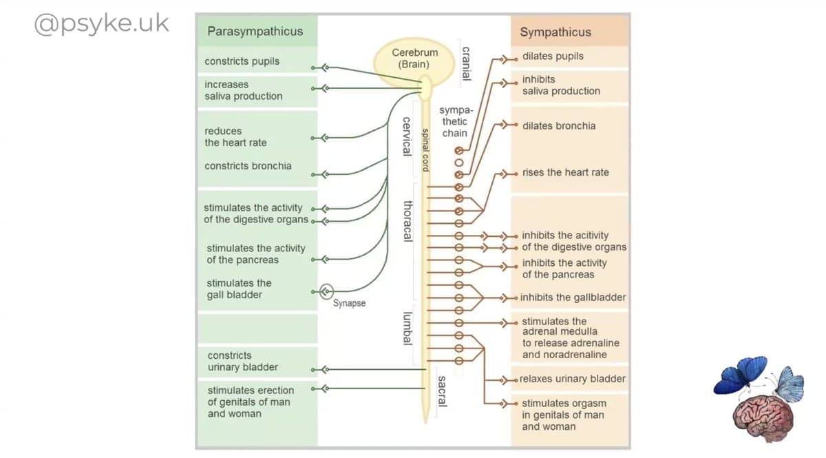The Science of Chronic Stress - CPD Workshop — preview 1