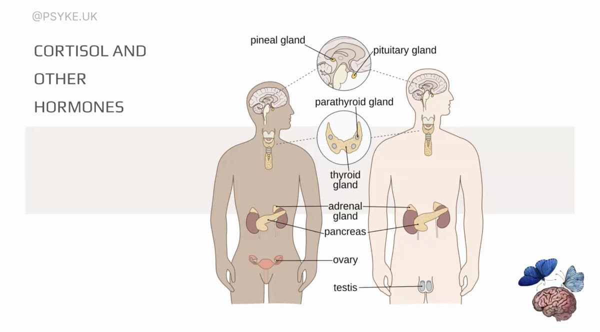 The Science of Chronic Stress - CPD Workshop — preview 2