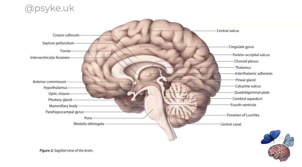 The Science of Chronic Stress - CPD Workshop — preview 3