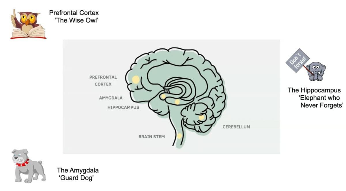 The Psychology of Trauma & Emotions — preview 3